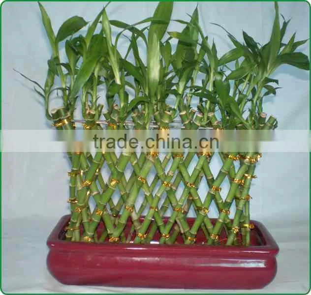 18 stems braided lucky bamboo bonsai tree dracaena sanderiana indoor aquatic feng shui plants nursery garden decoration