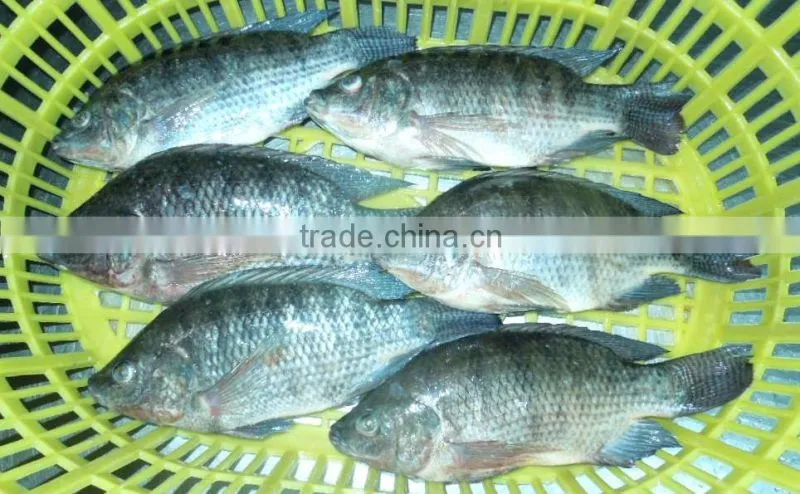 bulk tilapia fillet with high quality