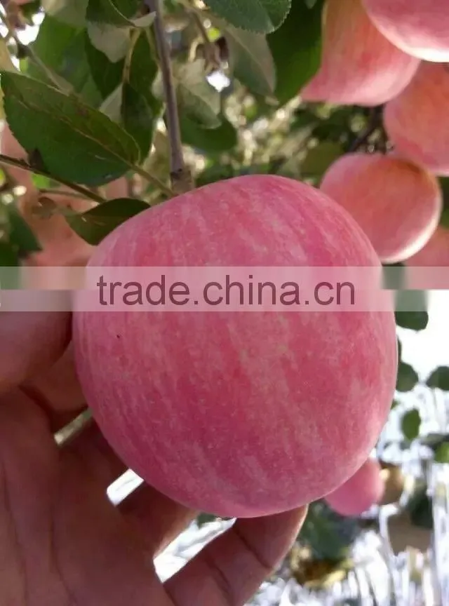red fuji apple