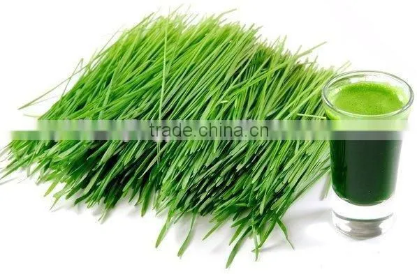 2016 Organic young barley grass powder