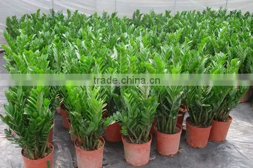 natural Zamioculcas zamiifolia for indoor ornamental decorative bonsai plants