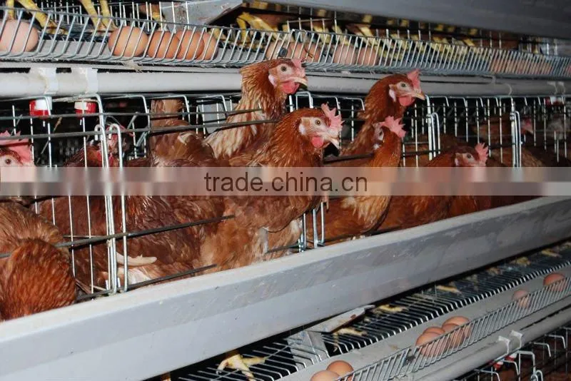 poultry farm layer cage(3 tiers)
