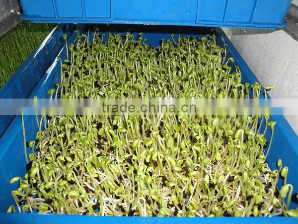 2016 electric bean sprout maker bean sprout making machine