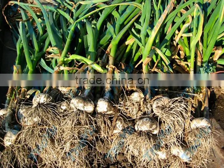 High efficiency fresh garlic root cutting machine