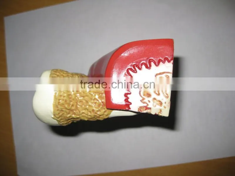 OEM anatomical cardiopulmonary model/anatomical model/teeth model/eyes model/plastic organ model