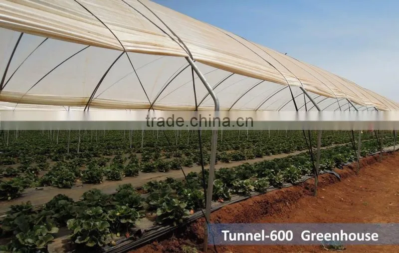 RoughBrothers Tunnel-600 Single Span low cost Agricultural tunnel greenhouse