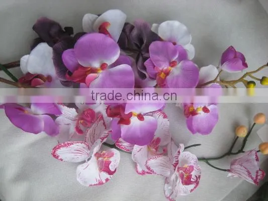 Orchid Flower