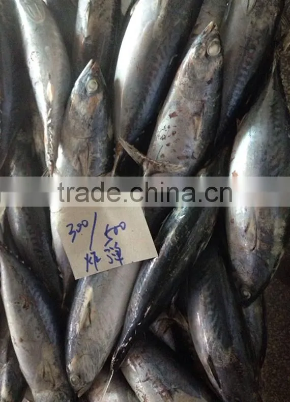 Frozen Bonito Tuna Grade A Quality good