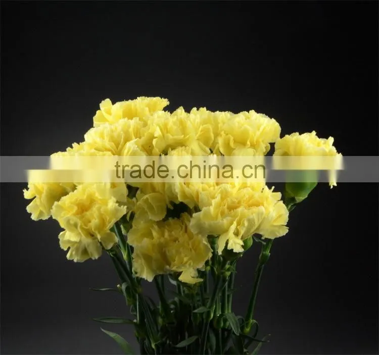 Color Liberty best selling yellow carnation flowers