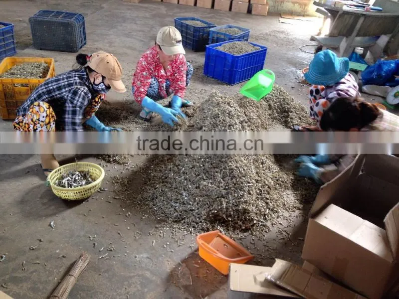 EXPORT BOILED ANCHOVY SPRATS (Email: katherine.vilaconic@, Viber, Whatsapp: +841687264621)