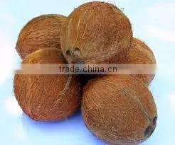 Fresh coconuts - export quality coconut
