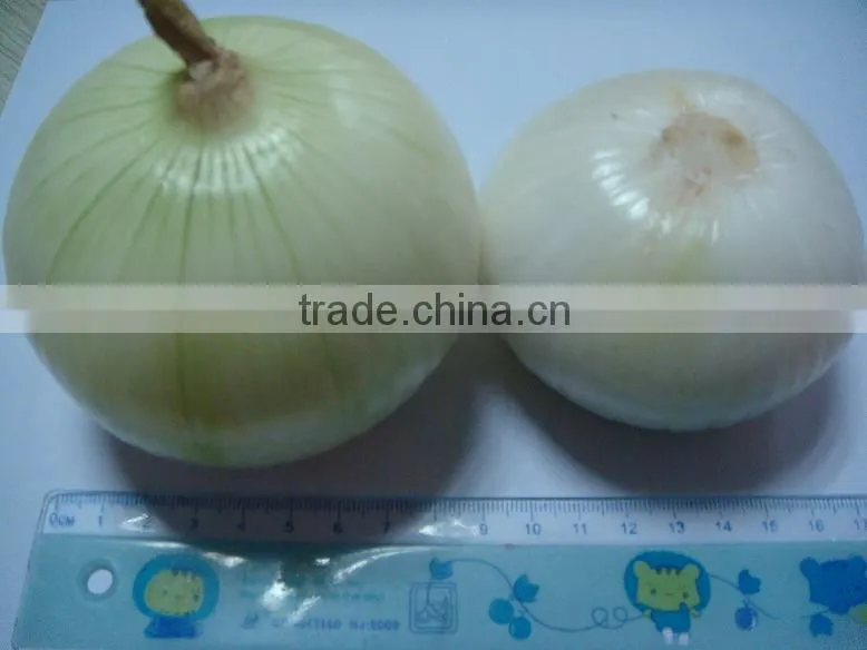 White good peeled onion producer in china