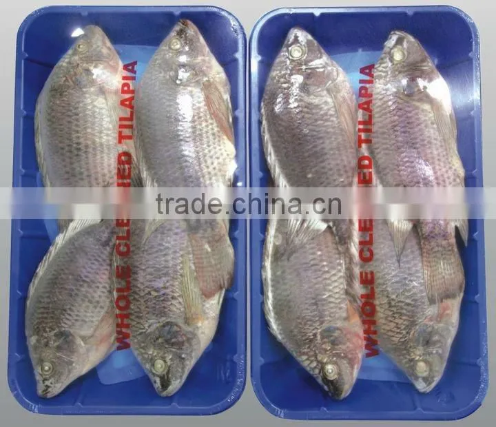 Gutted scaled whole tilapia for whole sale China origin