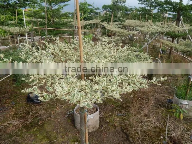 Terminalia Mantaly Tricolor Tree, Outdoor Plant, Variegated Madagascar Almond