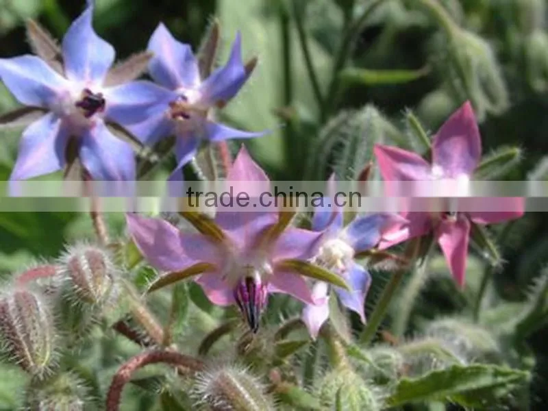 Pure organic borage seed oil rich in Unsaturated Fatty Acids vegetable oil