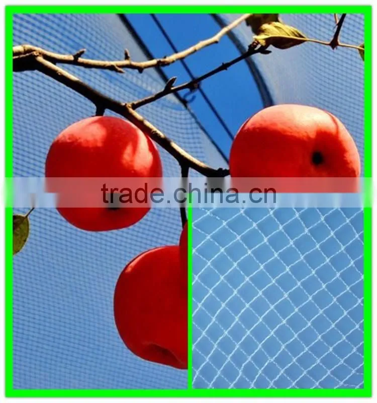 apple tree hail guard net /protection net for trees with competitive price