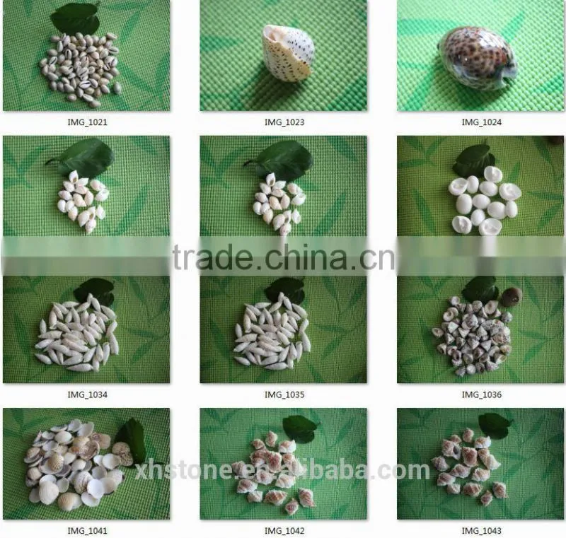 new arrival top sale popular fashion shell in 2015