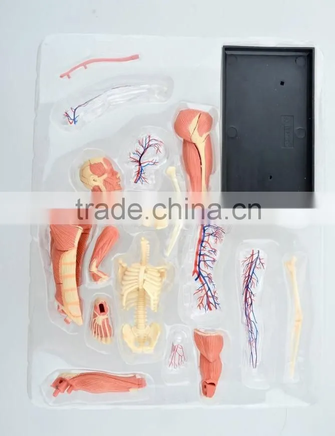 V-HM03 4D MASTER Human tissue model - skeletal muscle and nerve assembly