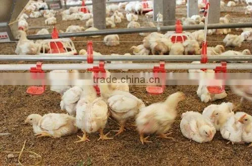 Fully automatic poultry drinking system poultry drinkers nipple drinking system