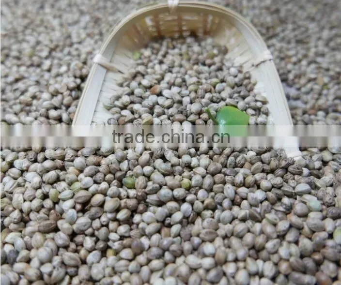 Hemp Seeds with high quality 2016 crop