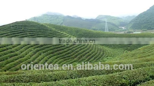 China Orgainc Black Tea