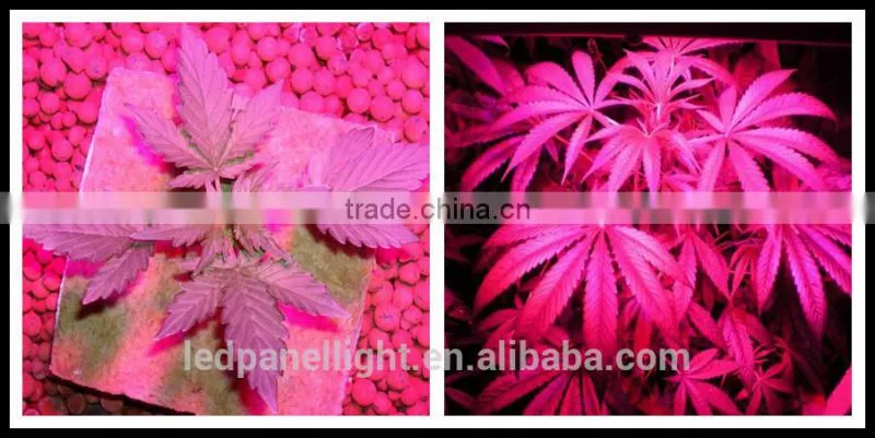 hydroponics growing equipment Big power 864w green room grow tent growing plant lamp indoor