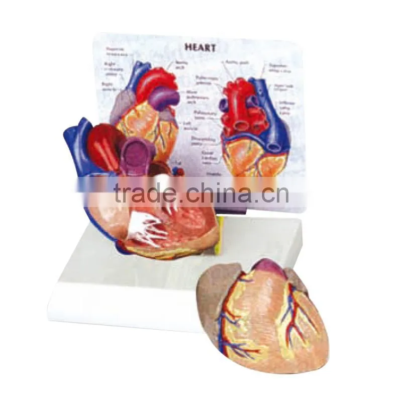 Human Model of Heart and Blood Fucxionuar