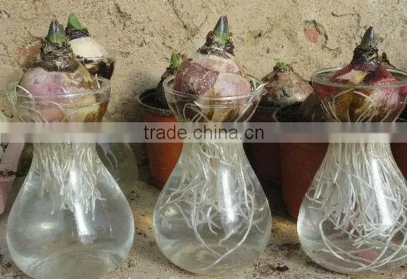 glass flower pot hydroponices flower pot hydroponices plant holder