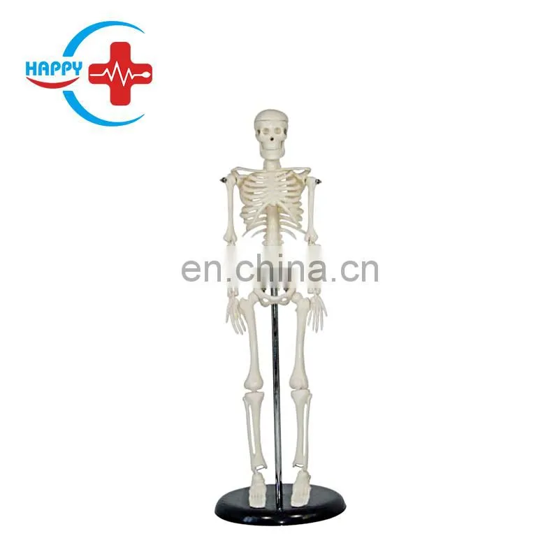 HC-S203 Small Size 42cm Medical Human Skeleton Teaching Model/Plastics Anatomical Models Skeleton