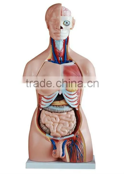 Biology Human whole body anatomical model (Human Anatomical Torso)