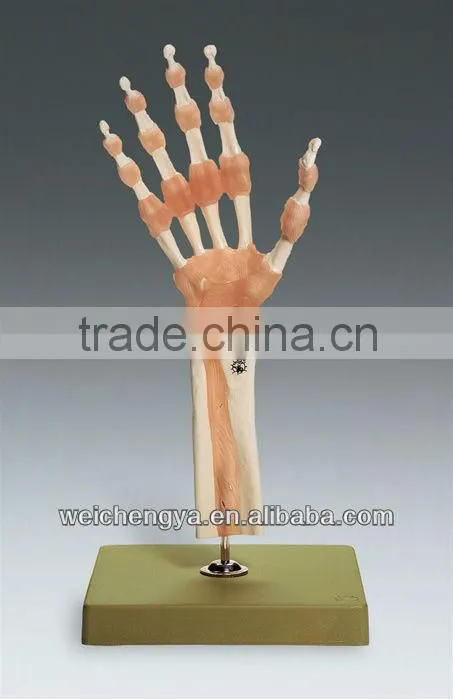 Life-Size Hand Joint Model With Ligaments