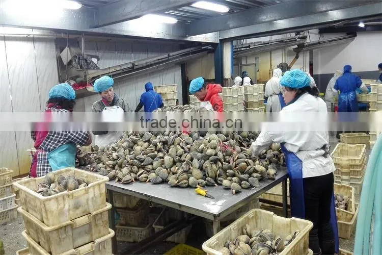 IQF frozen big size clams with shell for faster delivery