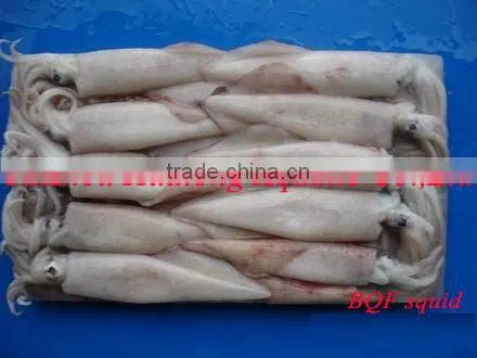 fresh clean frozen squid, squid ring, squid tube in high quality