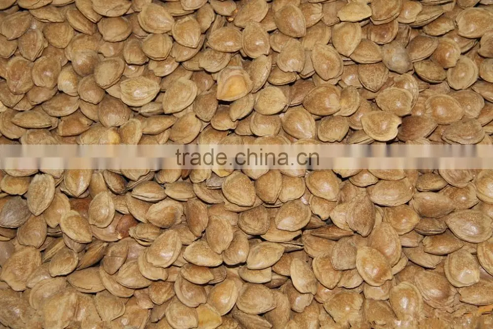 apricot kernels organic