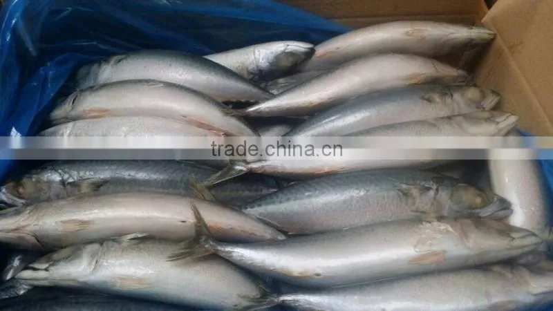 Frozen mackerel factory