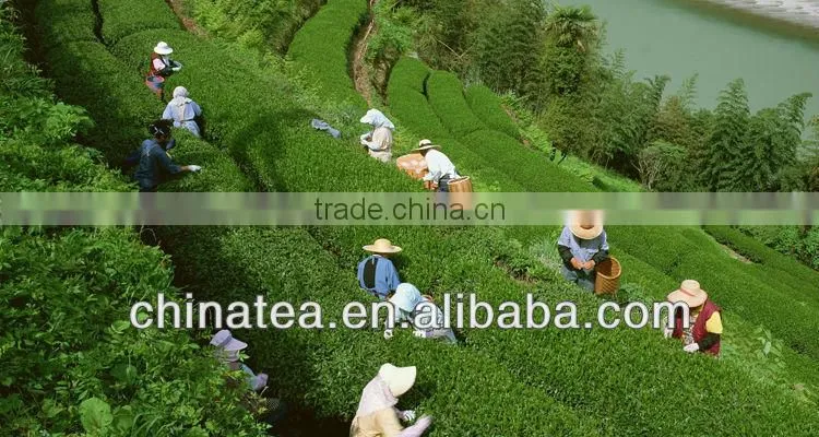 China White Peony White Tea