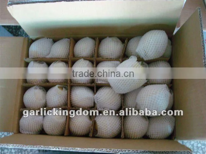 China shandong pear/China Delicious Nashi Pear/ya pear