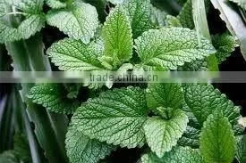 Mint Oil
