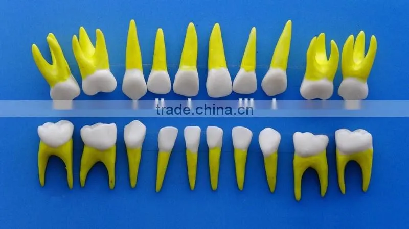 Dental same proportionally simulation model DEA-43