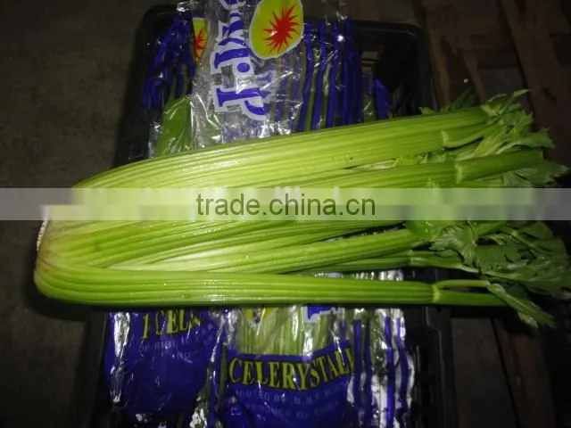 Fresh celery net weight 9kg