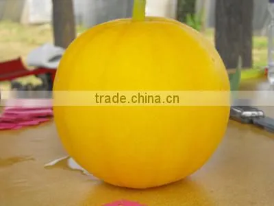 Hybrid Yellow Japanese Sweet Melon Seeds For Planting Good Flavor-East Giant F1