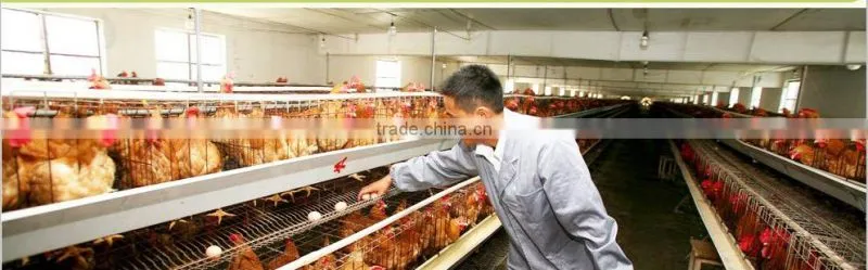 A type automatic chicken layer cage for sale 100 chickens coop