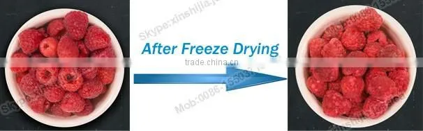 Easy used freeze drying fruit machine