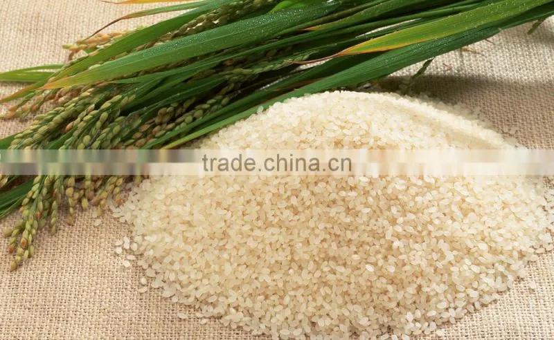 40 - 50t/h paddy rice belt conveyor for grain