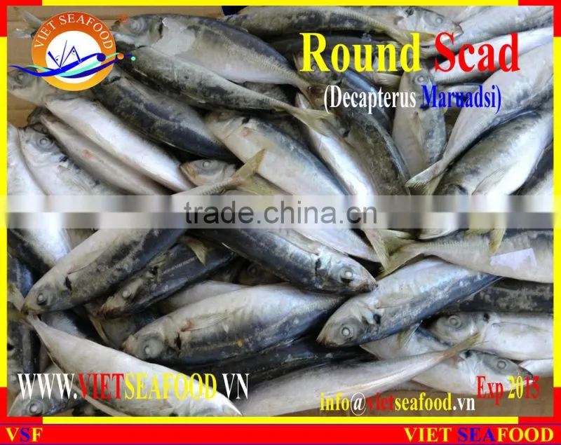 FROZEN MARUADSI (ROUND SCAD)