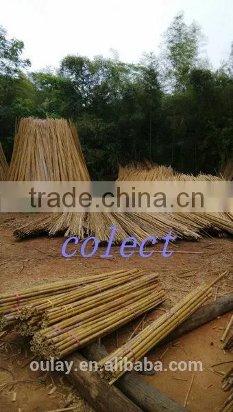 Raw material nature color Tonkin bamboo poles/Tsinglee bamboo