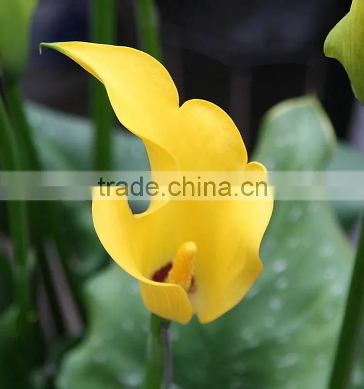 Cut Fresh manufacture bottom price calla lily pick