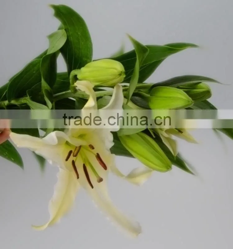 Best quality Siberia long stem white color lily