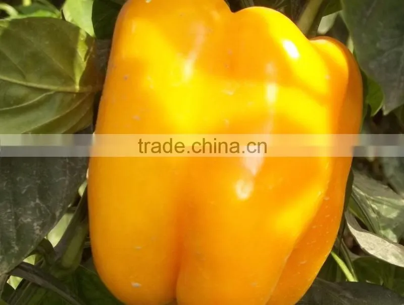 Capsicum