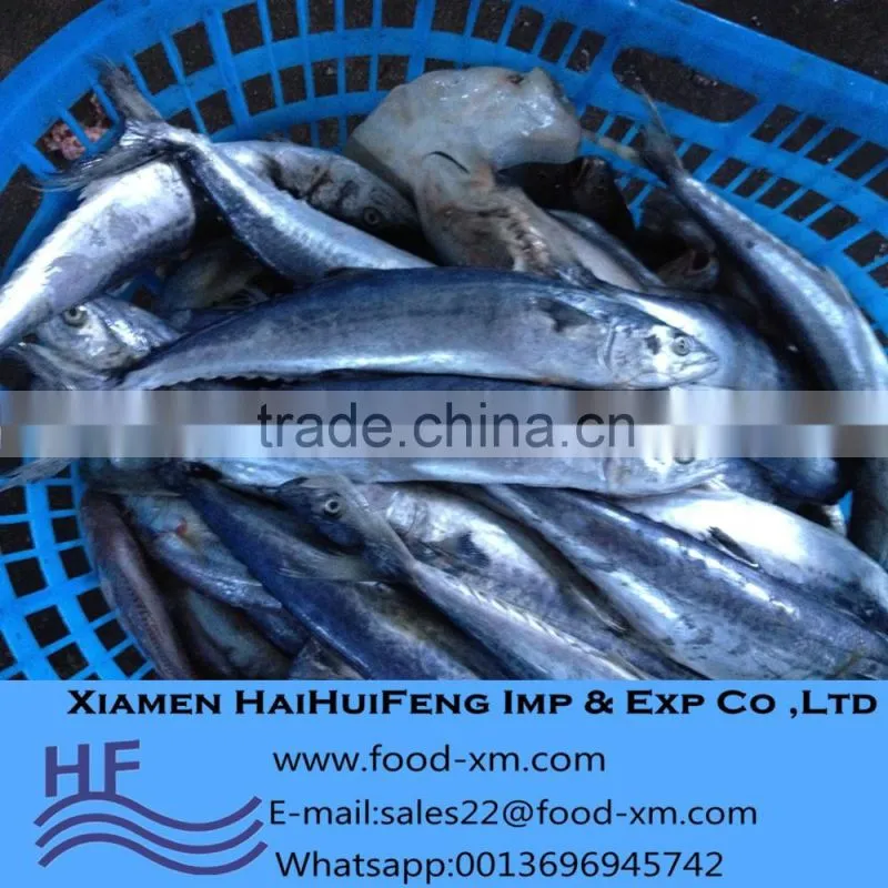 Spanish Mackerel W/R Frozen Seafood